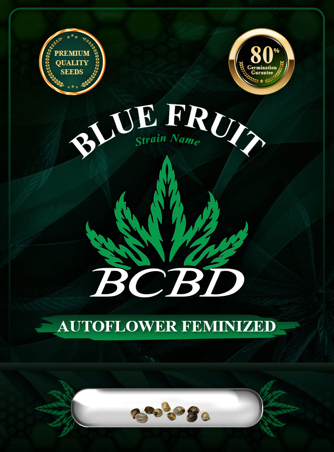 Blue Fruit Strain Autoflowering Marijuana Seeds