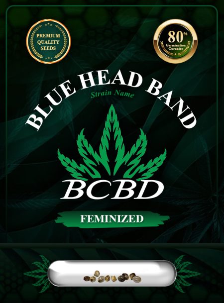 Blue Headband Strain Feminized