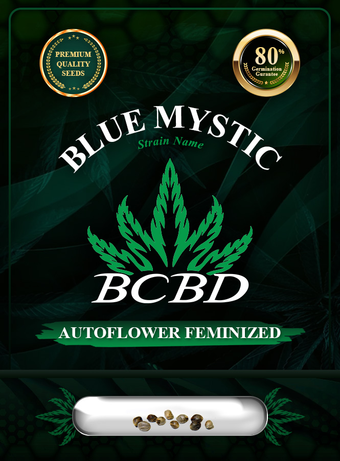 Blue Mystic Strain Autoflowering Marijuana Seeds
