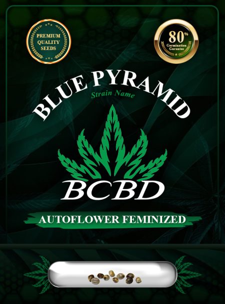Blue Pyramid Strain Autoflowering