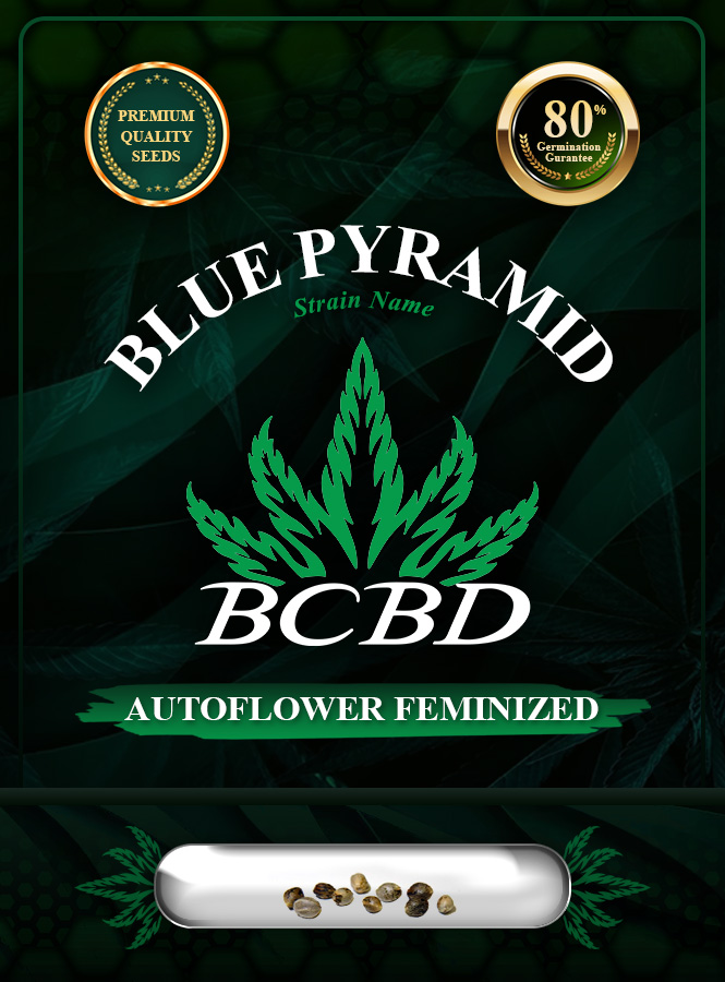 Blue Pyramid Strain Autoflowering Marijuana Seeds