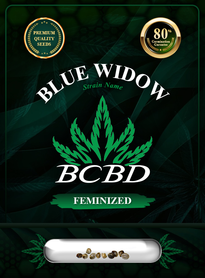 Blue Widow Strain Feminized Marijuana Seeds