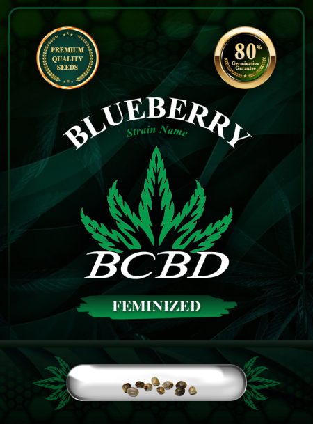 Blueberry Strain Feminized