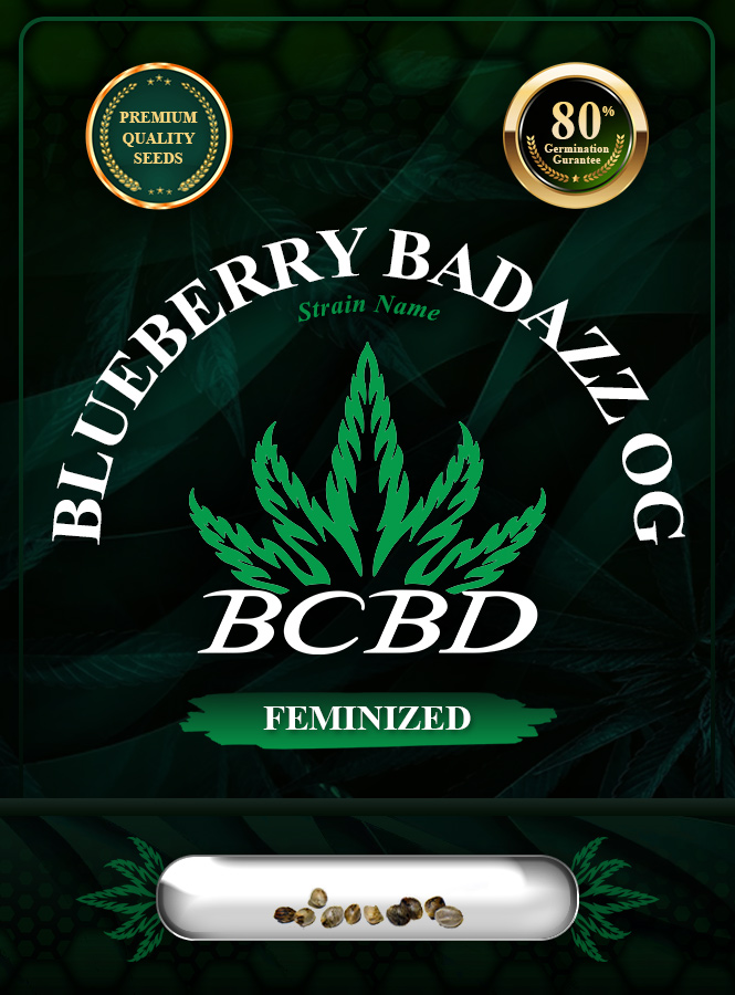 Blueberry Badazz OG Strain Feminized Marijuana Seeds