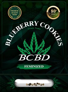 Blueberry Cookies Strain Feminized