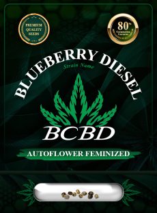 Blueberry Diesel Strain Autoflowering