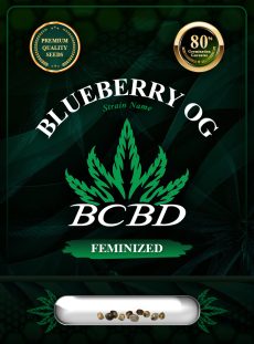 Blueberry OG Strain Feminized