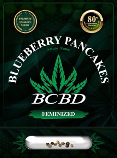 Blueberry Pancakes Strain Feminized