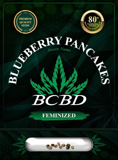 Blueberry Pancakes Strain Feminized