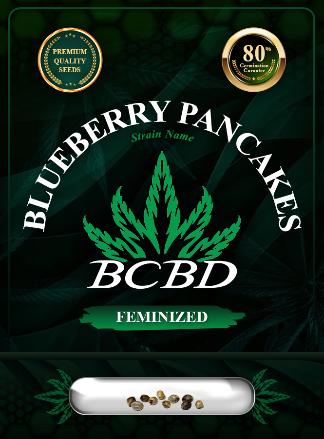Blueberry Pancakes Strain Feminized Marijuana Seeds