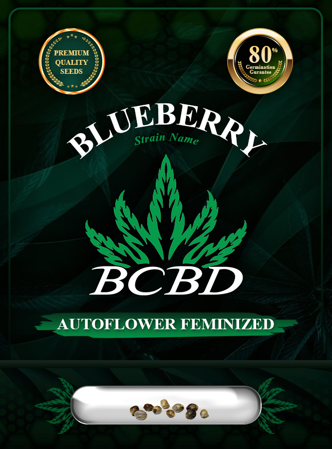 Blueberry Strain Autoflowering Marijuana Seeds