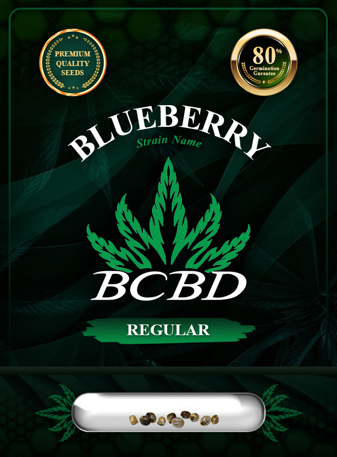 Blueberry Strain Regular Marijuana Seeds