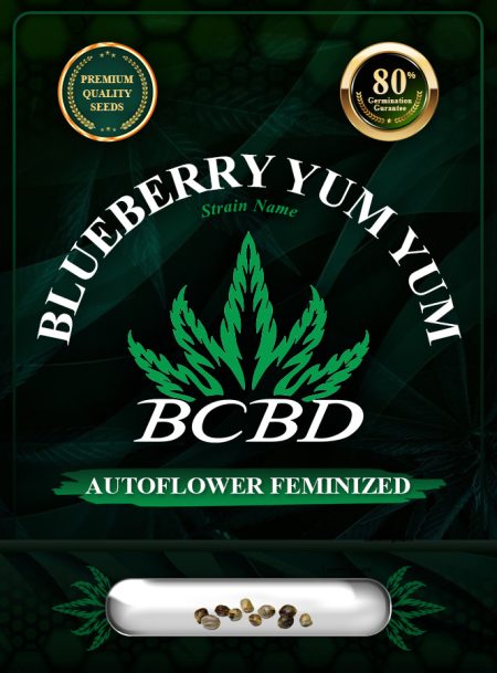 Blueberry Yum Yum Strain Autoflowering