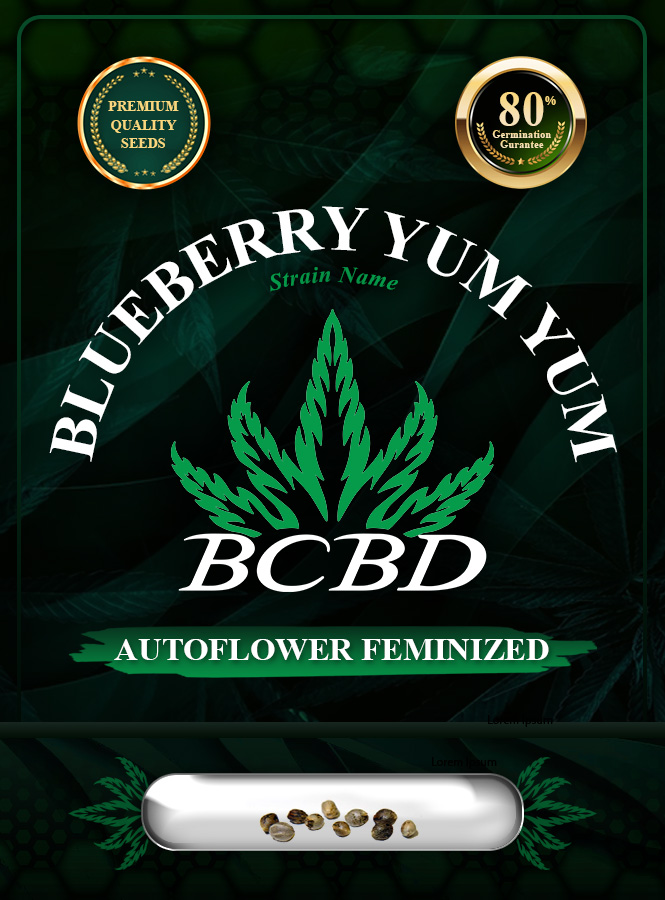 Blueberry Yum Yum Strain Autoflowering Marijuana Seeds