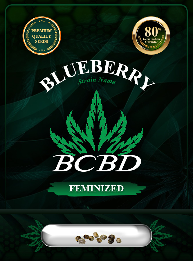Blueberry Strain Feminized Marijuana Seeds