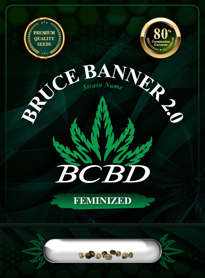 Bruce Banner 2.0 Strain Feminized Marijuana Seeds