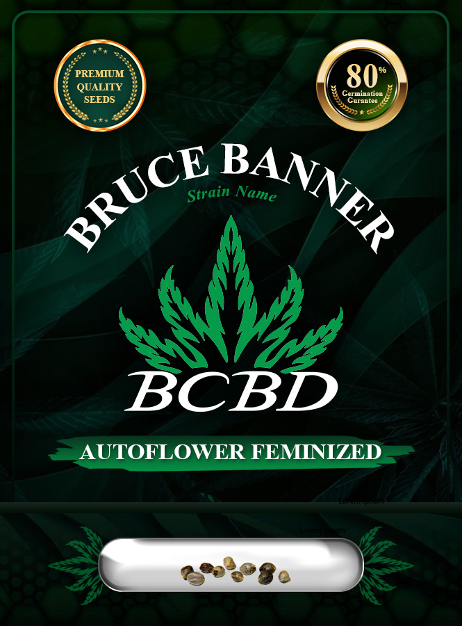 Bruce Banner Strain Autoflowering Marijuana Seeds