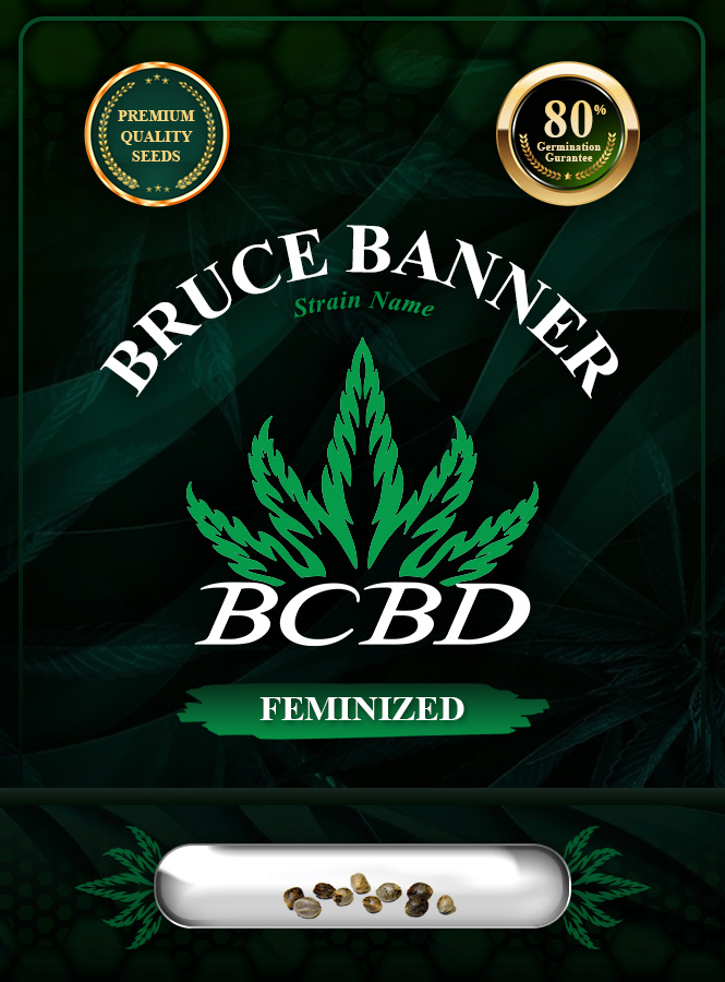 Bruce Banner Strain Feminized Marijuana Seeds