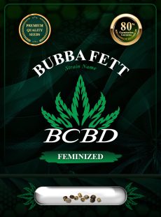 Bubba Fett Strain Feminized