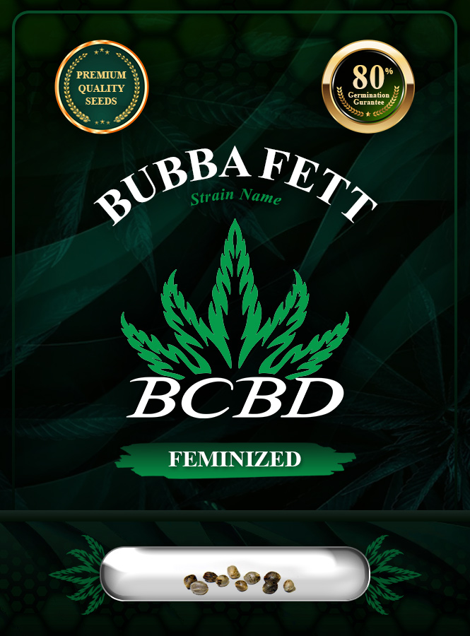 Bubba Fett Strain Feminized Marijuana Seeds