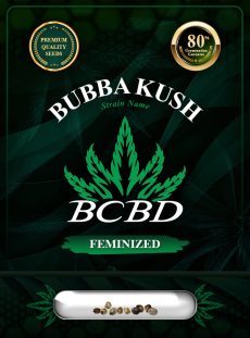 Bubba Kush Feminized