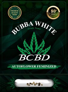 Bubba White Strain Autoflowering