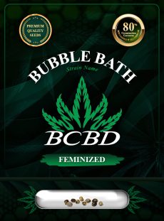 Bubble Bath Strain Feminized
