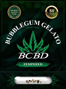 Bubblegum Gelato Strain Feminized