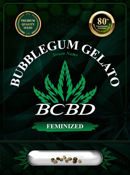 Bubblegum Gelato Strain Feminized