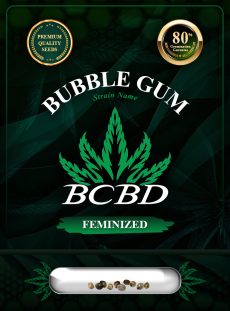 Bubblegum Strain Autoflowering