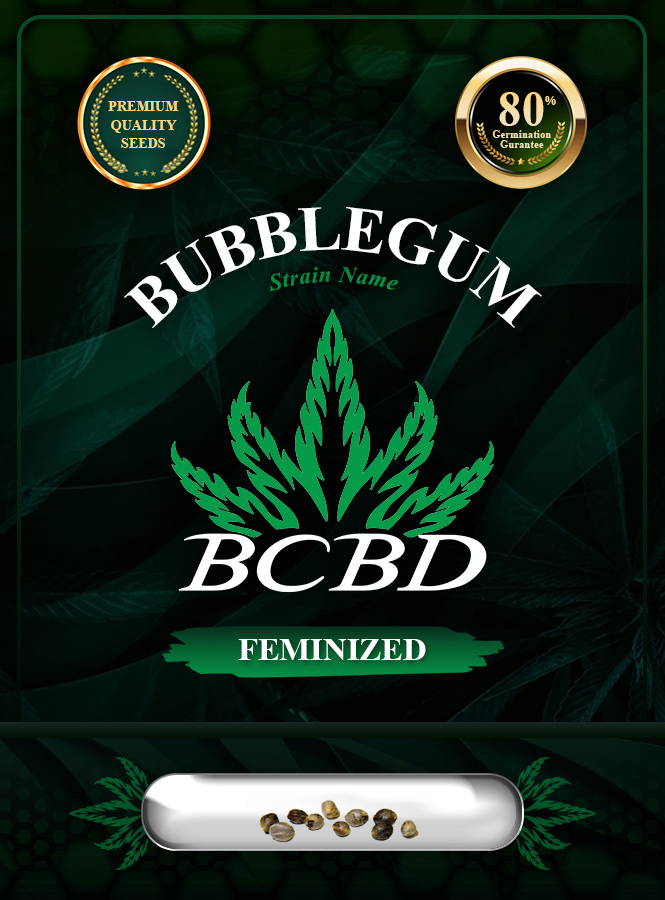 Bubblegum Strain Feminized Marijuana Seeds