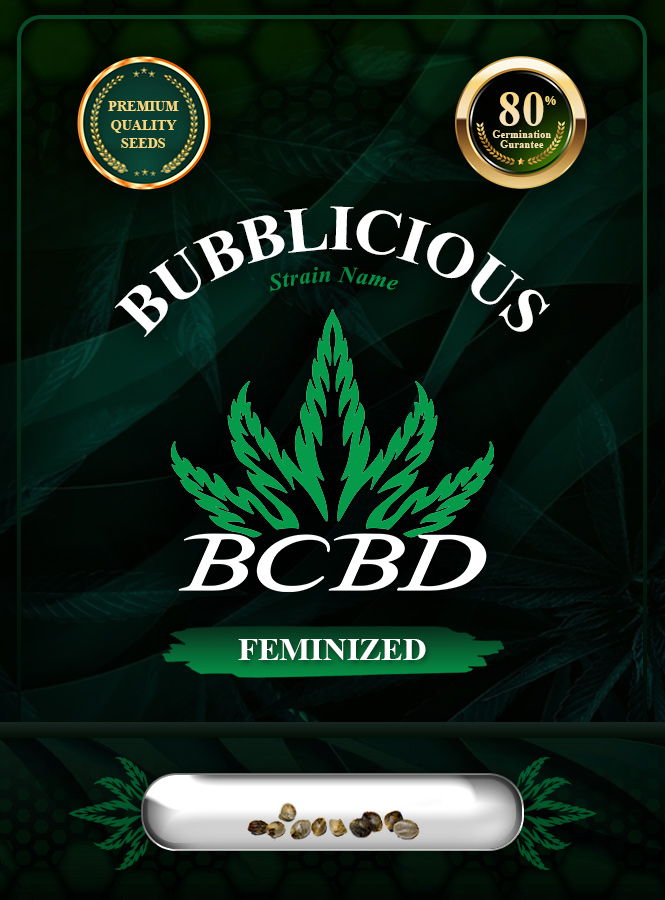 Bubblicious Strain Feminized Marijuana Seeds