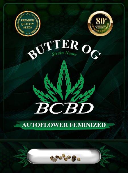 Butter OG Strain Autoflowering