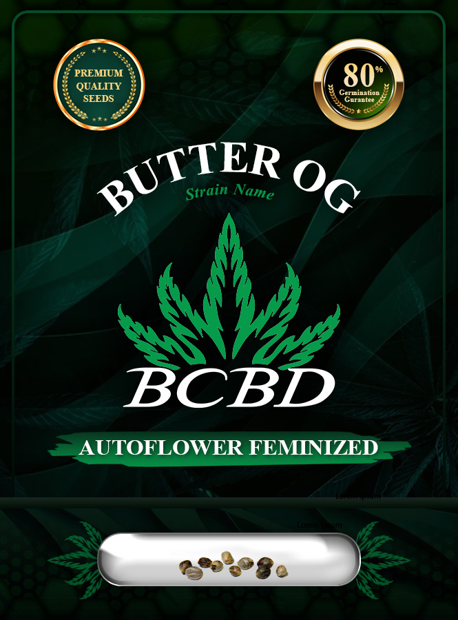 Butter OG Strain Autoflowering Marijuana Seeds