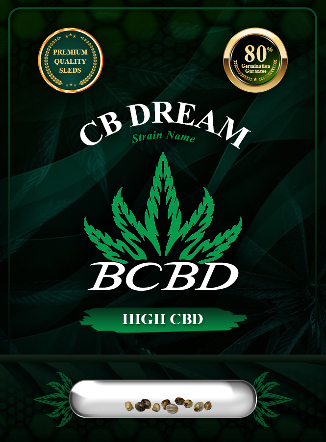 CB Dream Strain Marijuana Seeds
