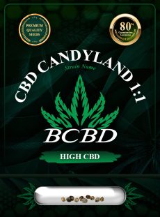 CBD Candyland (1:1) Strain Feminized