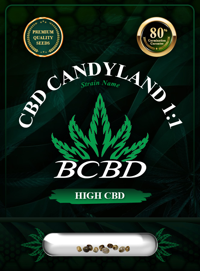 CBD Candyland (1:1) Strain Feminized Marijuana Seeds