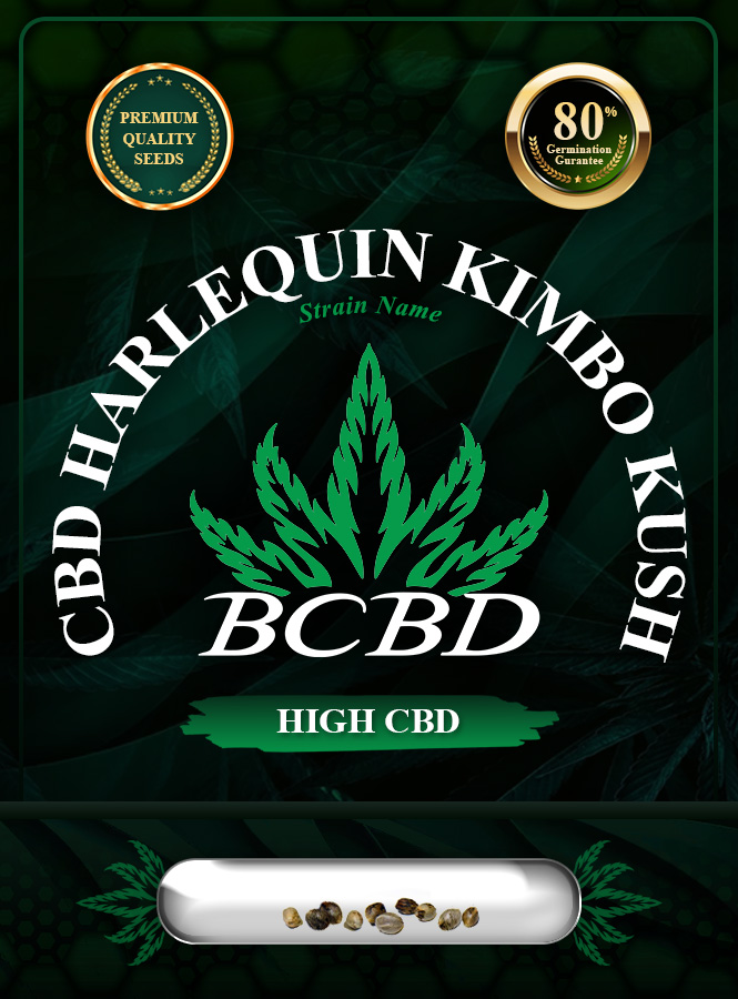 CBD Harlequin Kimbo Kush Feminized Marijuana Seeds