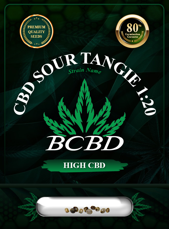 CBD Sour Tangie (1:20) Strain Feminized Marijuana Seeds