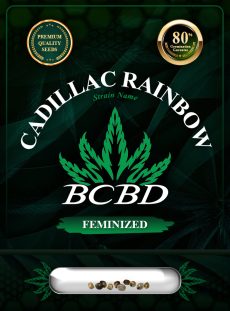 Cadillac Rainbow Strain Feminized