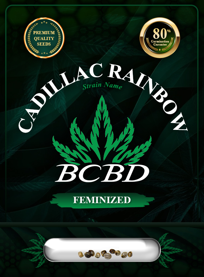 Cadillac Rainbow Strain Feminized Marijuana Seeds