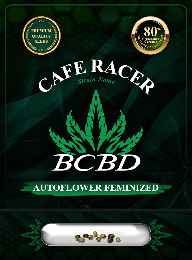 Cafe Racer Strain Autoflowering Marijuana Seeds