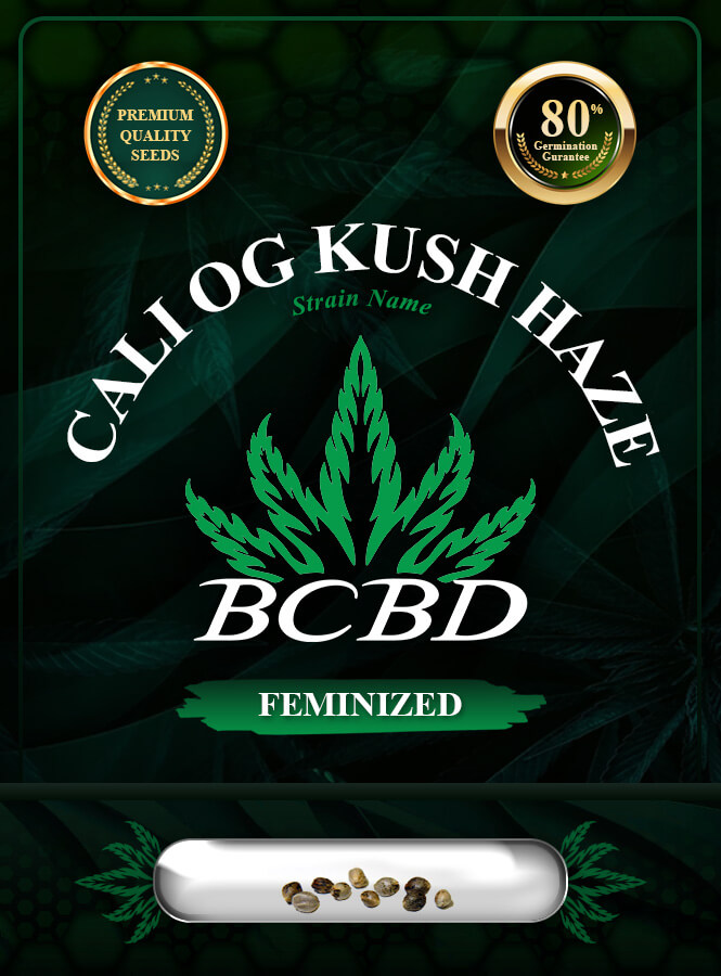 Cali OG Kush Haze Feminized Marijuana Seeds