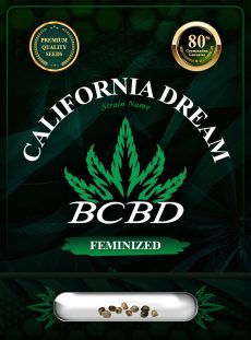 California Dream Strain Feminized