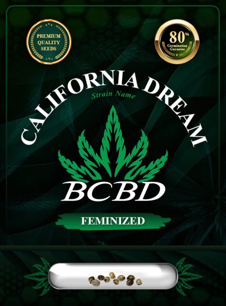 California Dream Strain Feminized