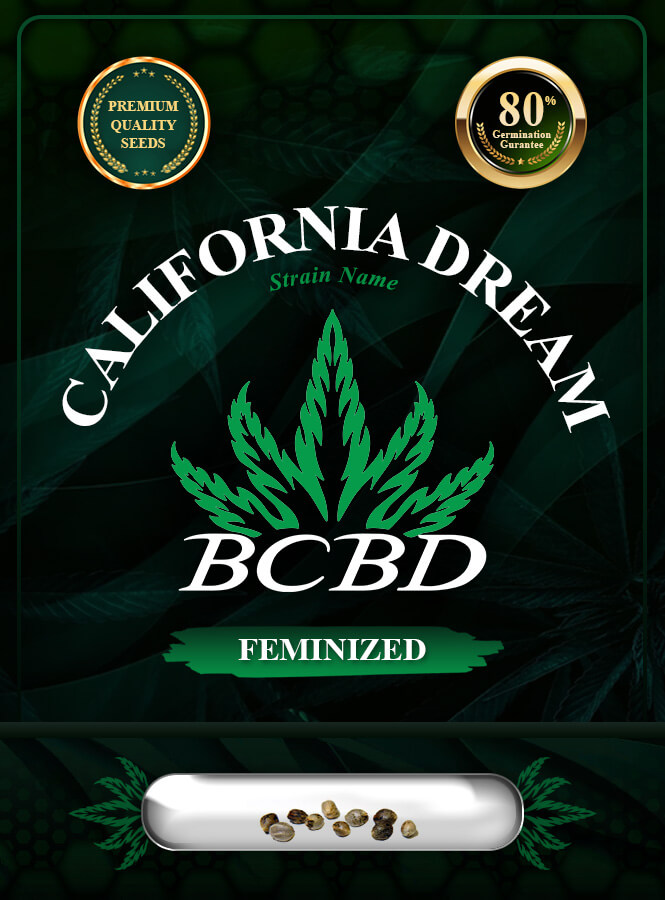 California Dream Strain Feminized Marijuana Seeds