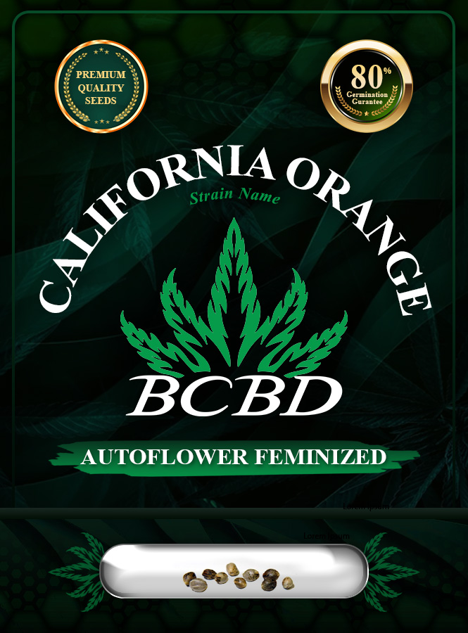 California Orange Strain Autoflowering Marijuana Seeds