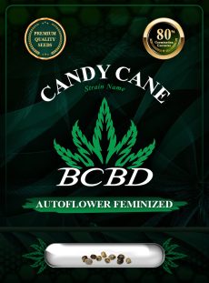 Candy Cane Strain Autoflowering