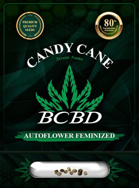 Candy Cane Strain Autoflowering