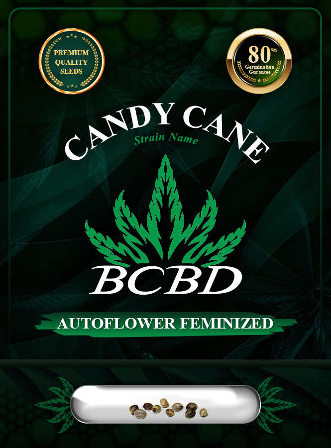 Candy Cane Strain Autoflowering Marijuana Seeds